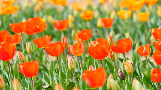 4K原创)郁金香花海