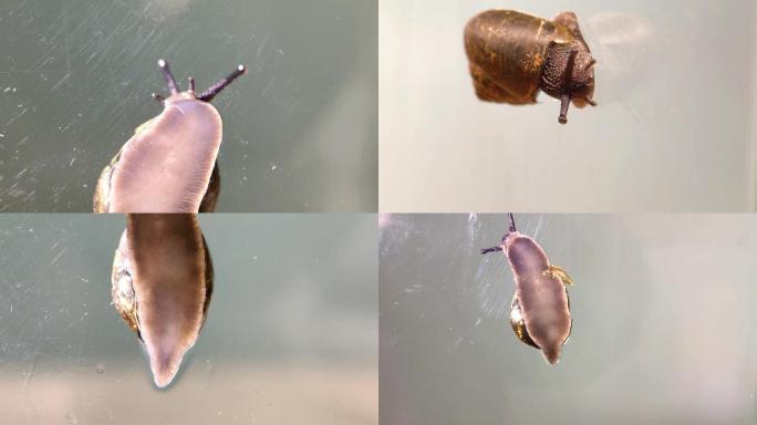微距摄影 蜗牛爬行细节