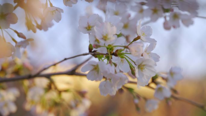 玉渊潭公园樱花红灯笼