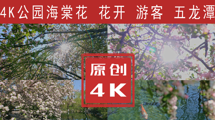 海棠花 赏花 游客4K