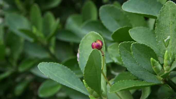 春天 绿叶 花苞 万物复苏 含苞待放