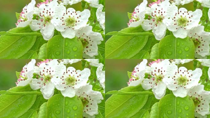 雨中的梨花