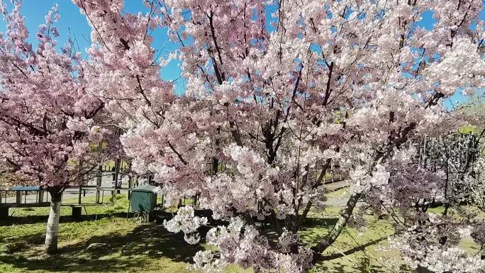 樱花 公园 北京地标