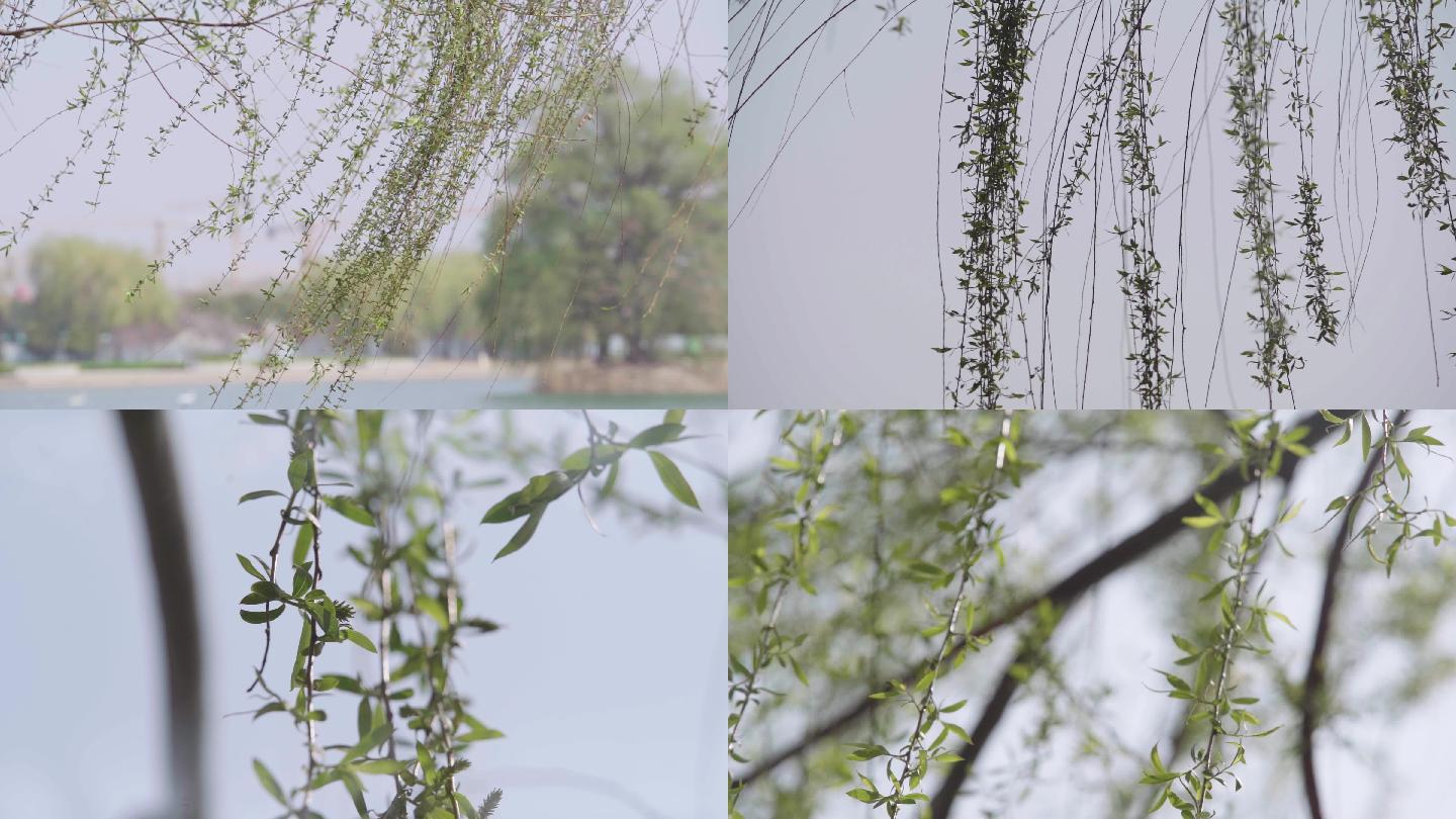 春 春天里的柳树枝