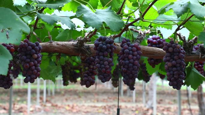 葡萄成熟 葡萄园 紫葡萄 夏黑葡萄