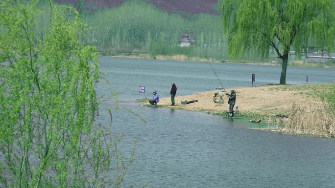 河岸垂钓 杨柳青青 大桥