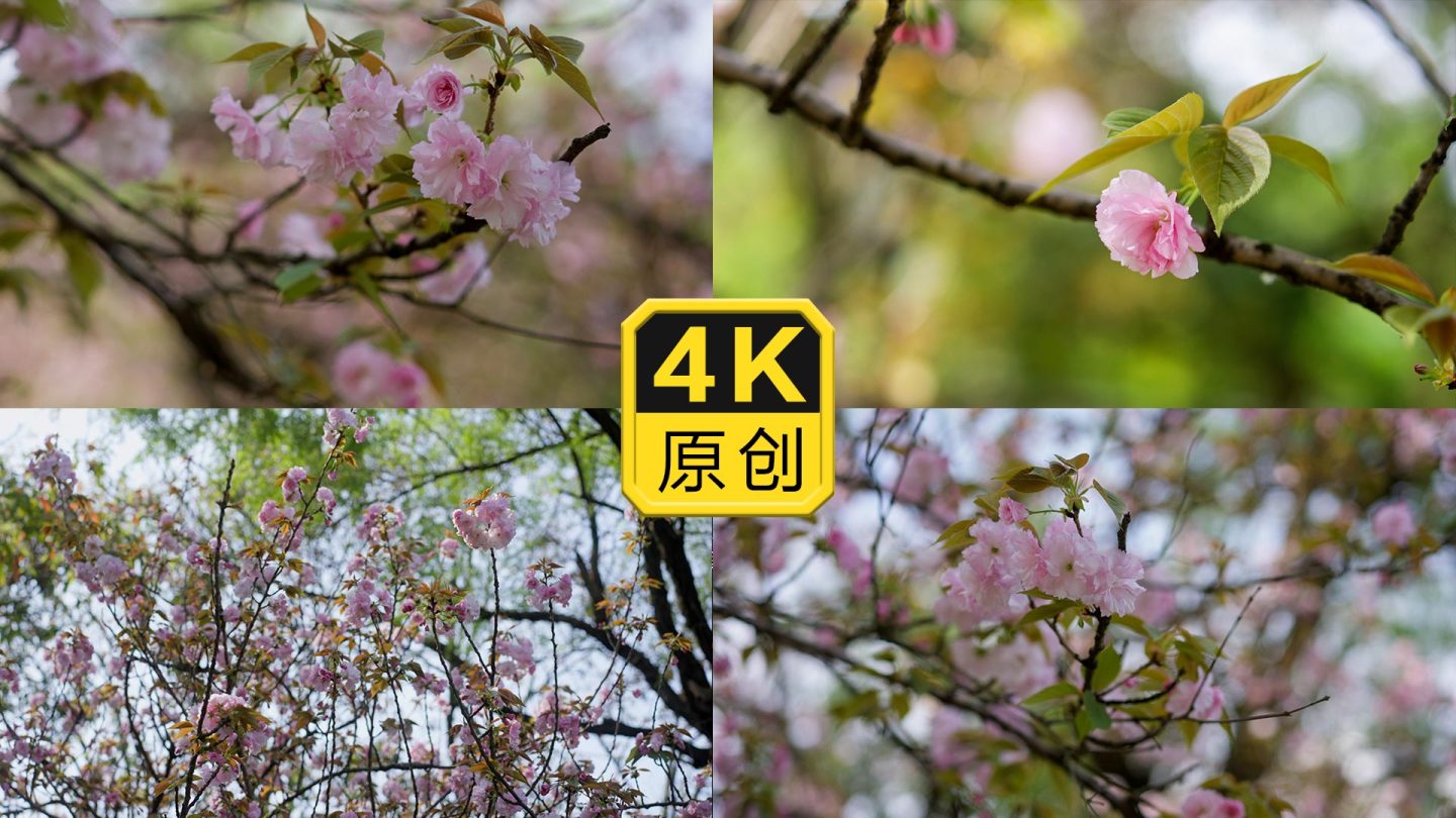 4K升格 粉色樱花 春天鲜花