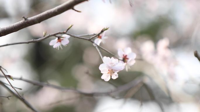 樱花桃花梅花高清视频素材B