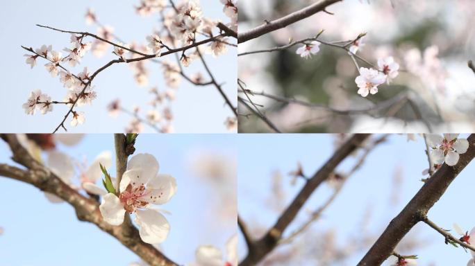 樱花桃花梅花高清视频素材B