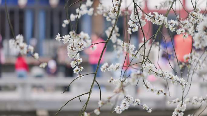 中国风4K拍摄建筑背景樱花素材
