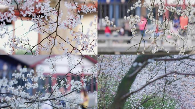 中国风4K拍摄建筑背景樱花素材