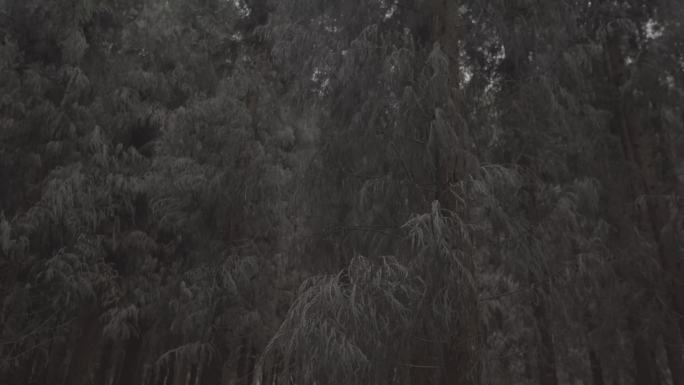 【6K】多素材原始森林溪水灰片