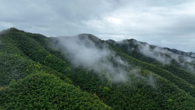 航拍浙江山水竹林竹海竹山云雾水墨中国风