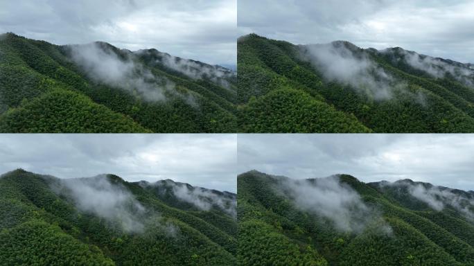 航拍浙江山水竹林竹海竹山云雾水墨中国风