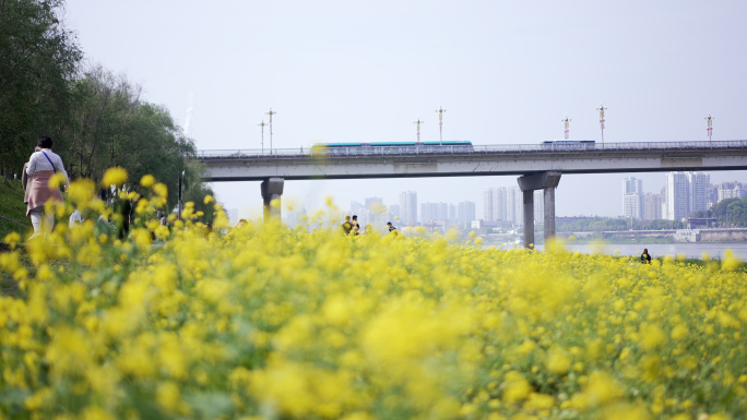 【4K】株洲湘江风光带花海 智轨