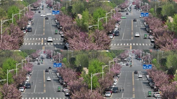 高新二路樱花大道西安旅游西安宣传片素材