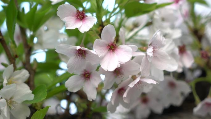 4K春天樱花特写花花草草特写