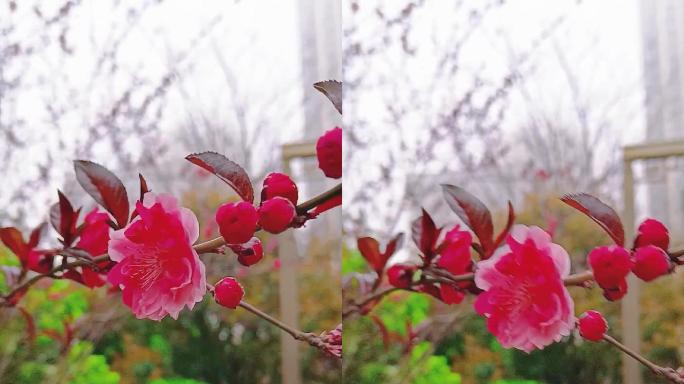春天的红花