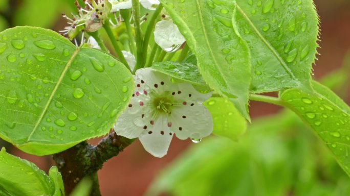 雨中的梨花