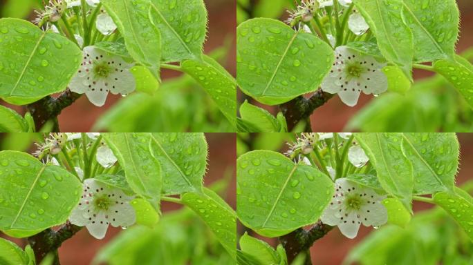 雨中的梨花