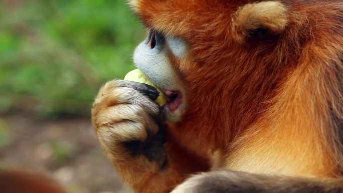 金丝猴进食