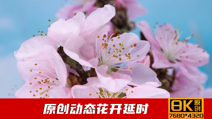 桃花花开动态延时