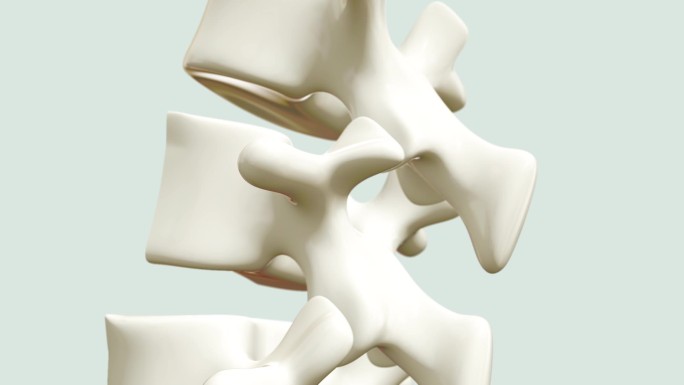 三维脊椎  骨骼切面 骨骼特写 脊椎切面