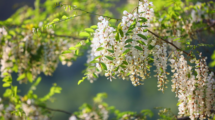 槐花 槐树开花