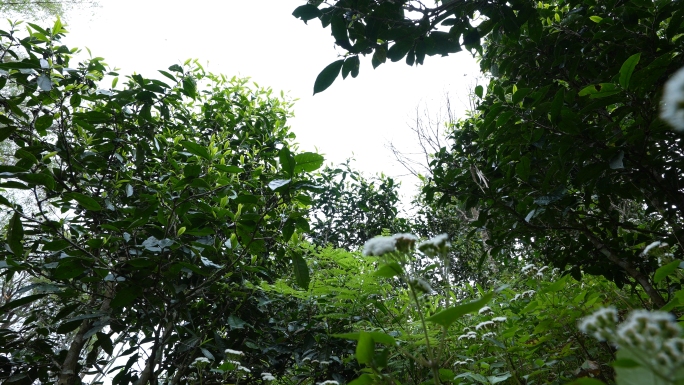 【原创】古树茶园生态环境移动拍摄