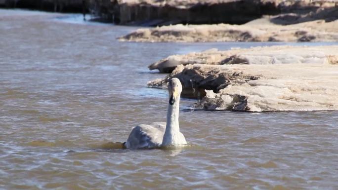 一只天鹅在刚化冻的河水中游玩觅食