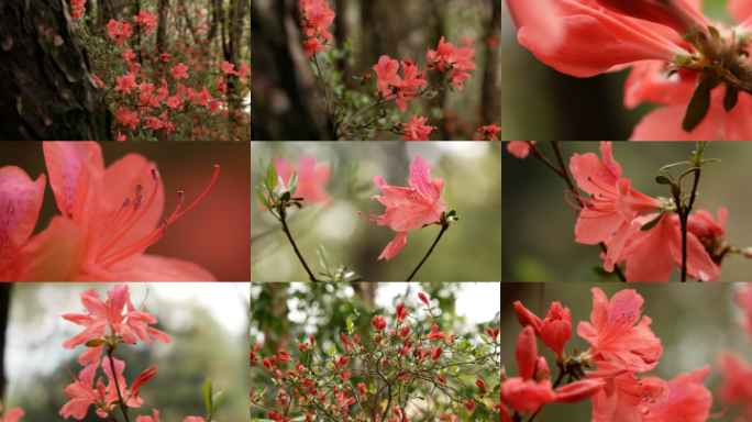 杜鹃花 映山红