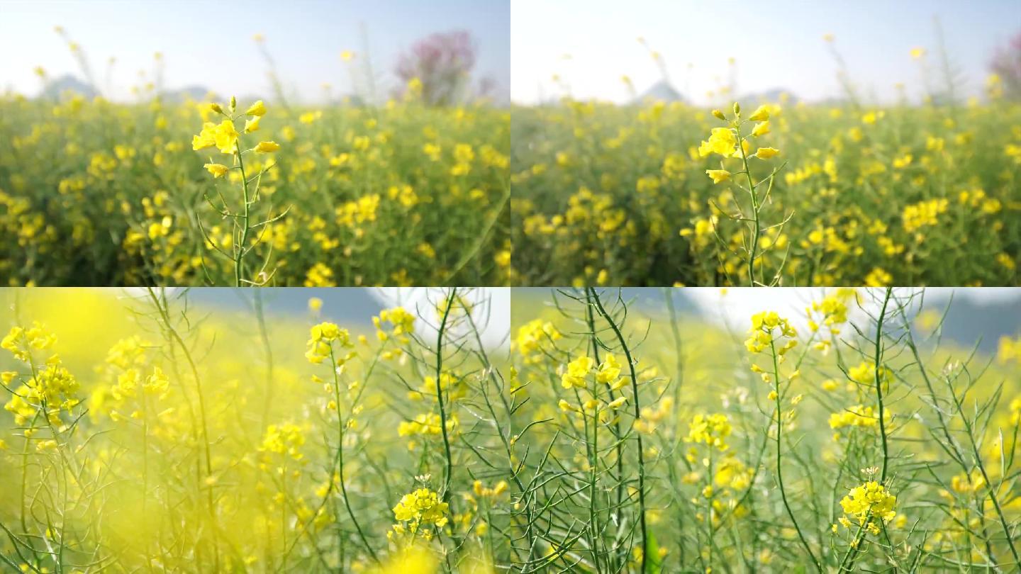 油菜花和鸟儿