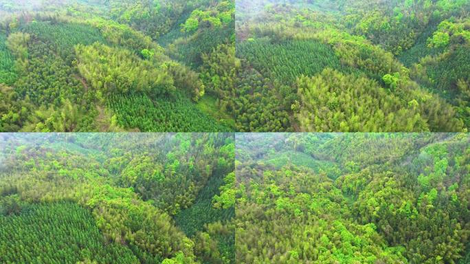 【18元】粤北山区原始森林航拍【4K】