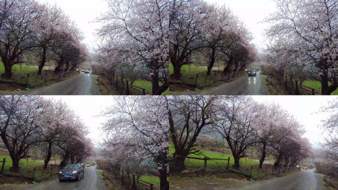 雨中的林芝波密县桃花沟