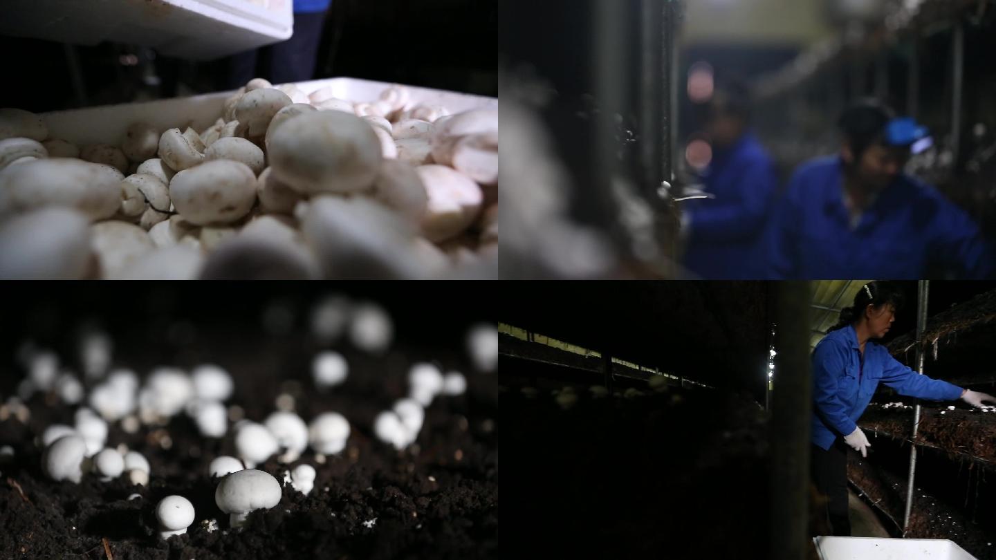 现代农业 蘑菇种植 食用菌 双孢菇 菌类