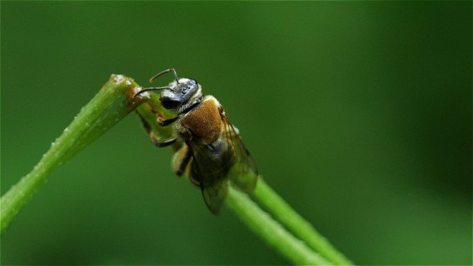 春天昆虫