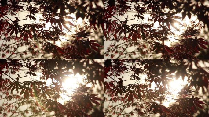 阳光照耀的红枫树叶