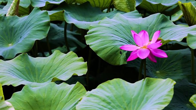 荷池荷花视频片段