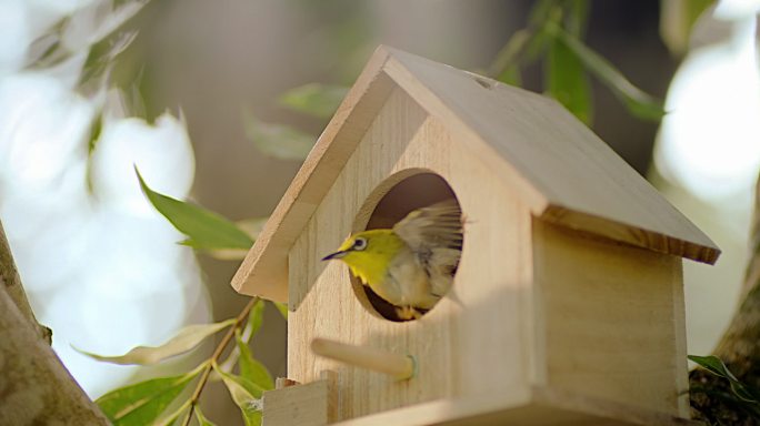 小鸟的房子 鸟屋 鸟巢