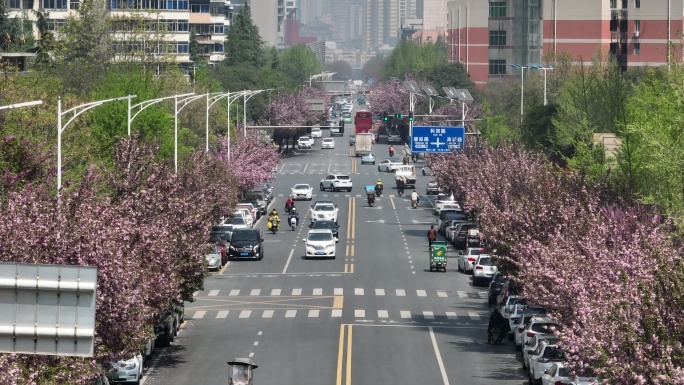 高新二路樱花大道西安旅游西安宣传片素材