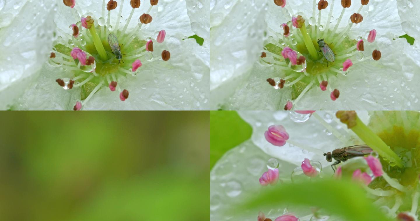 雨中的梨花