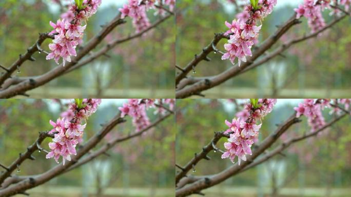 清明节雨中的桃花