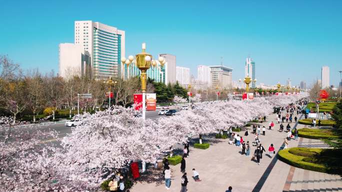 潍坊人民广场樱花市府广场樱花