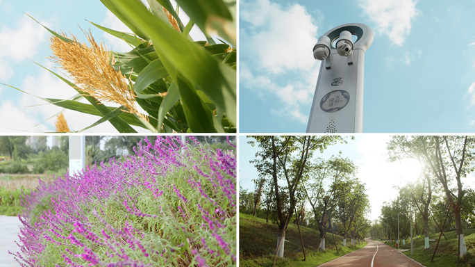 生态公园跑步道芦苇薰衣草