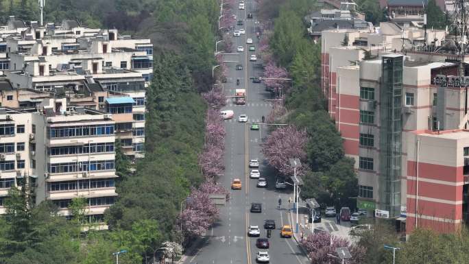 高新二路樱花大道西安旅游西安宣传片素材