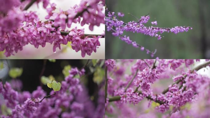 4K春天雨中的花朵