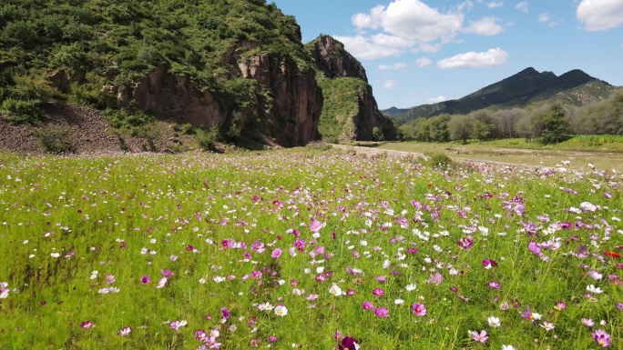 花上飞行航拍4K