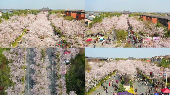 樱花大道4K航拍