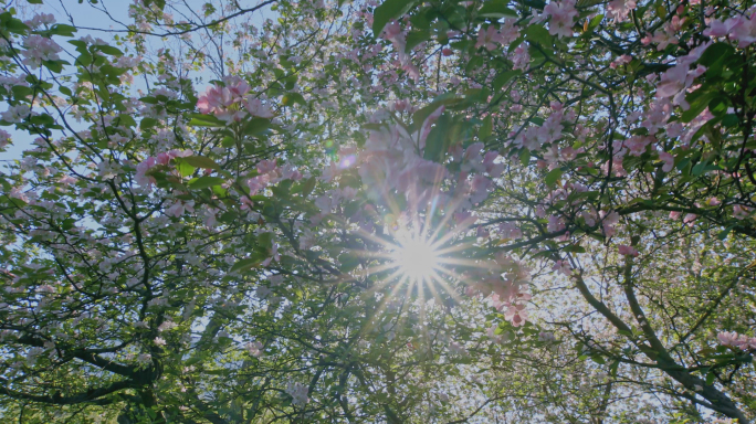 太阳光透过树叶 花朵4K