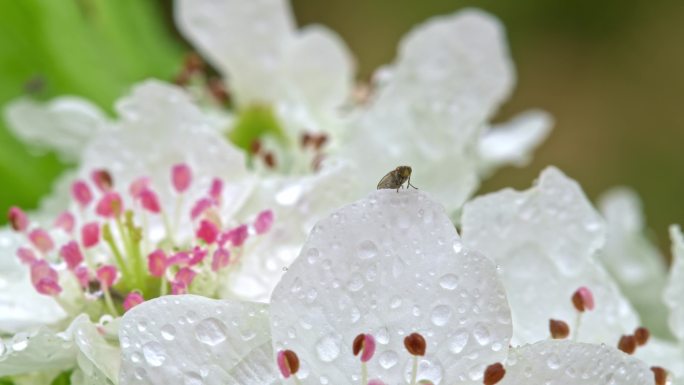 雨中的梨花